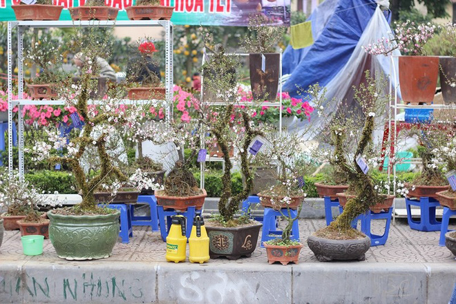 Những cây cảnh Tết giá trên trời dành cho đại gia